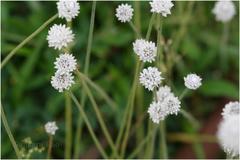Eriocaulon robustobrownianum